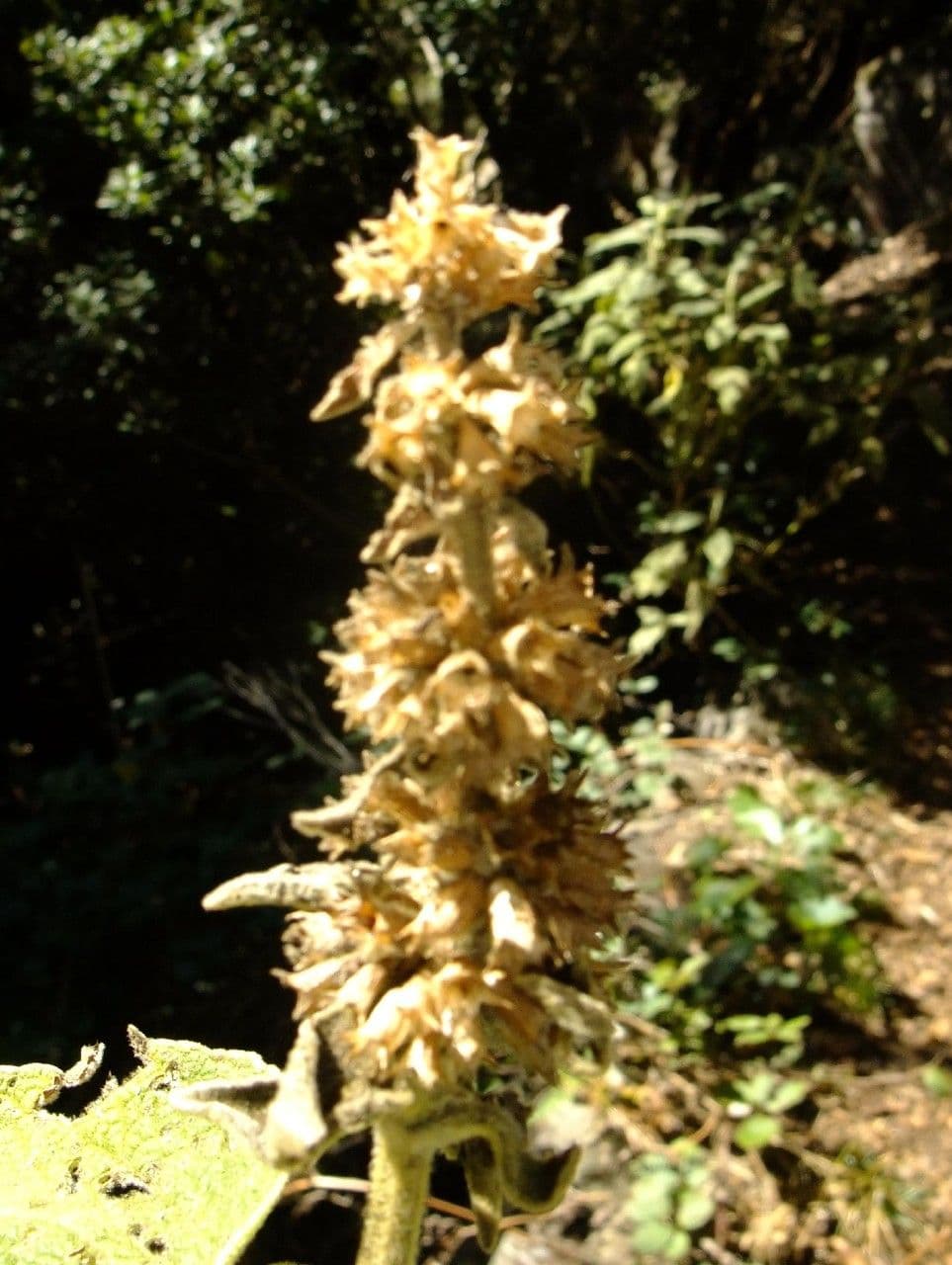 Sideritis