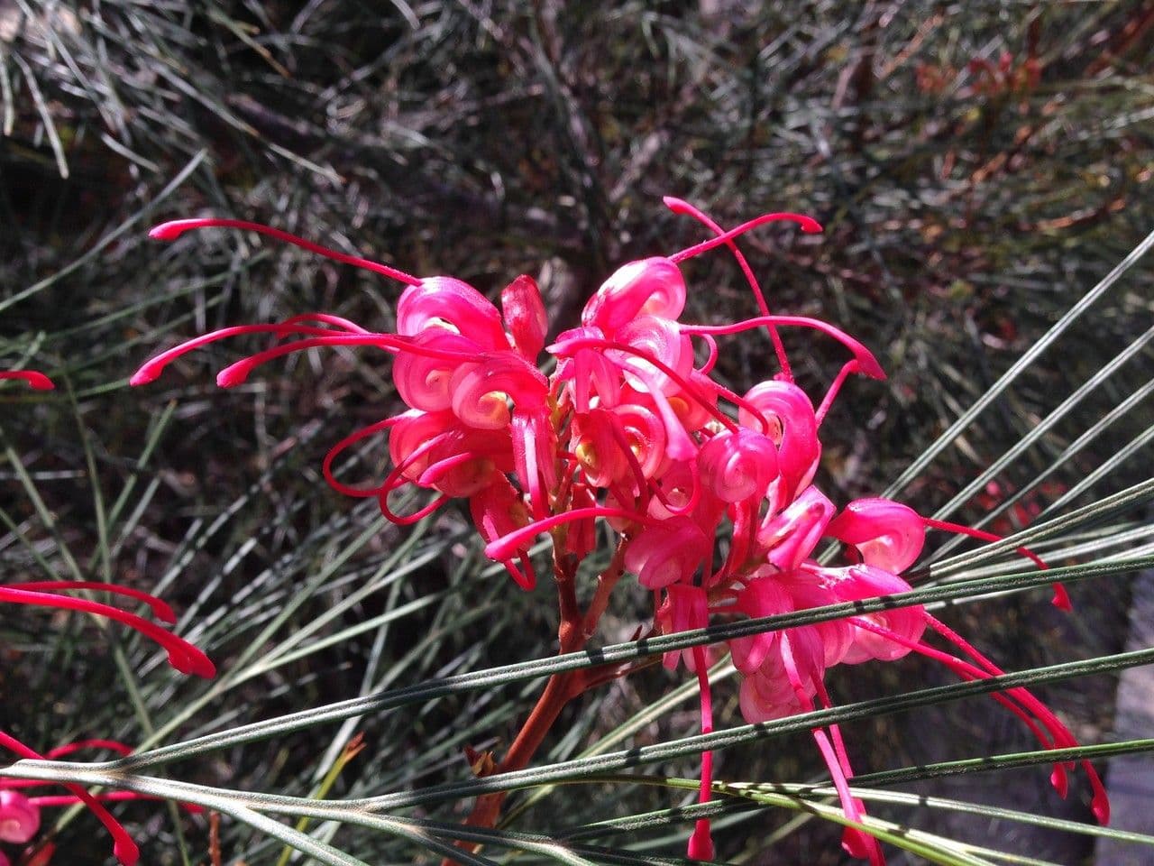Grevillea Johnsonova 18