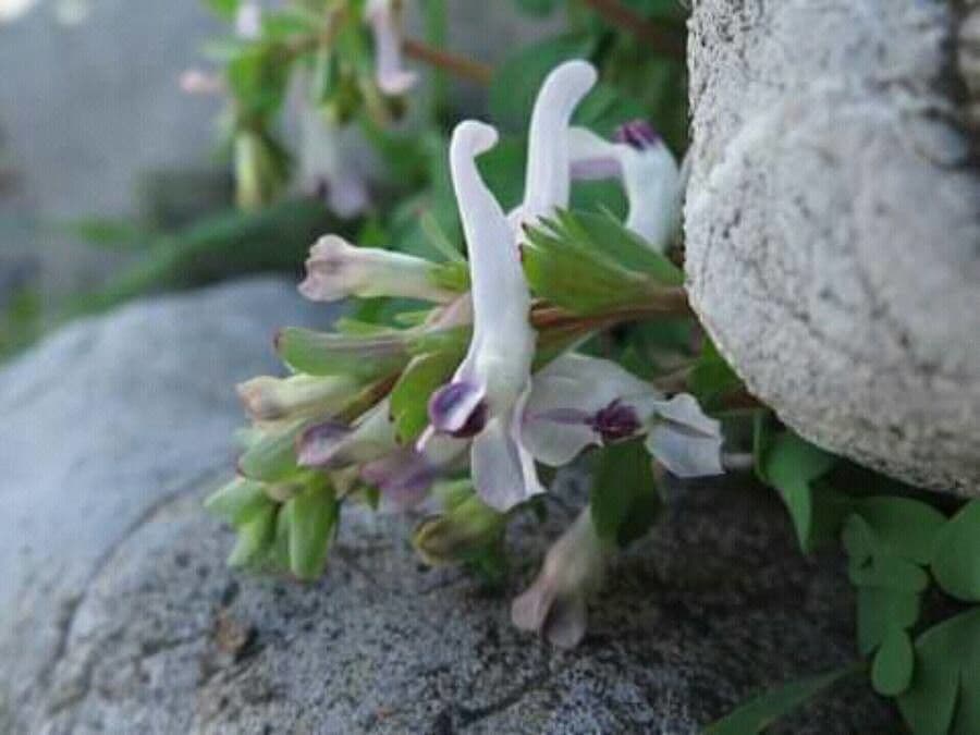 Corydalis