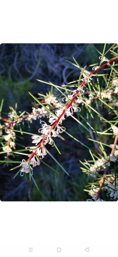 Hakea sericea 10