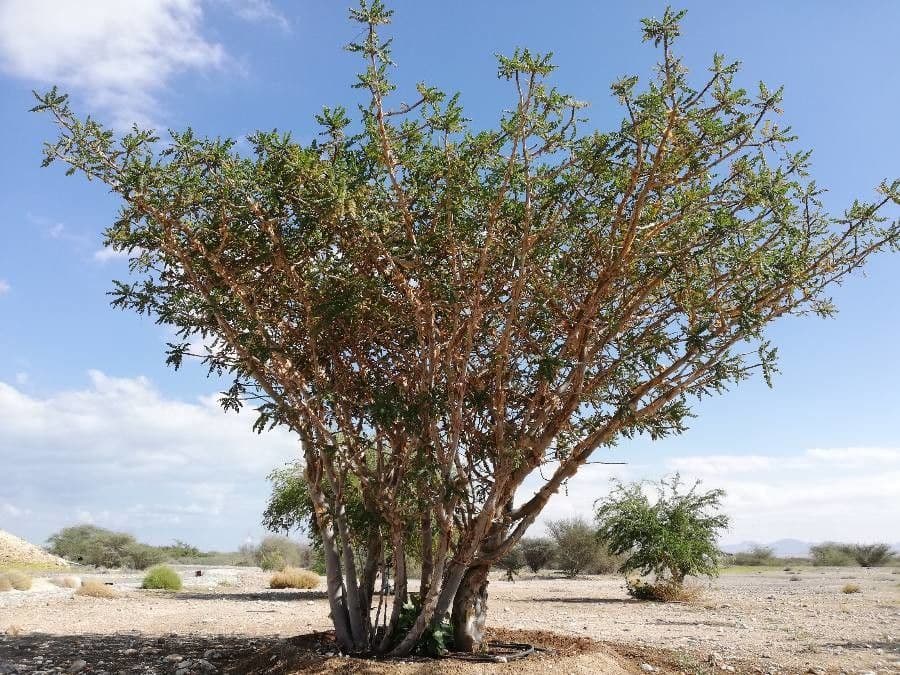 Echter Weihrauchbaum 7