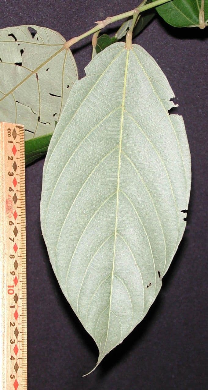 Apeiba 23