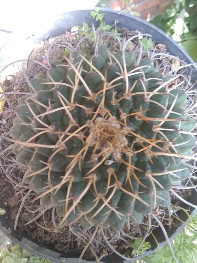 Mammillaria 5