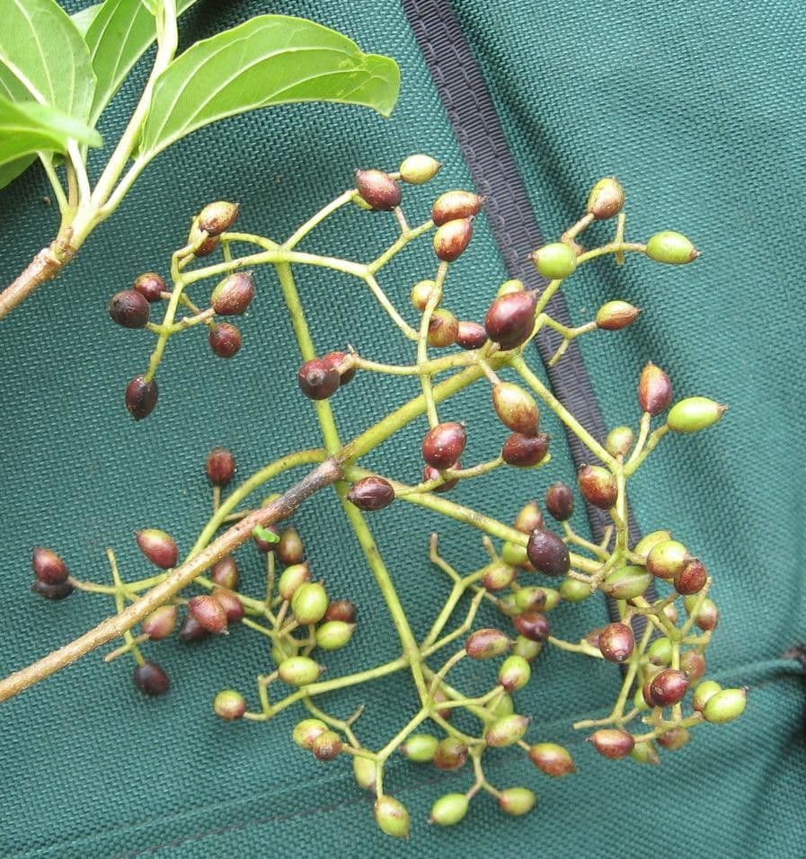 Viburnum costaricanum 2