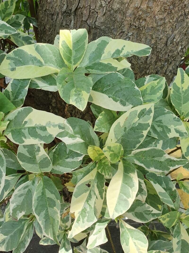 Pseuderanthemum 15