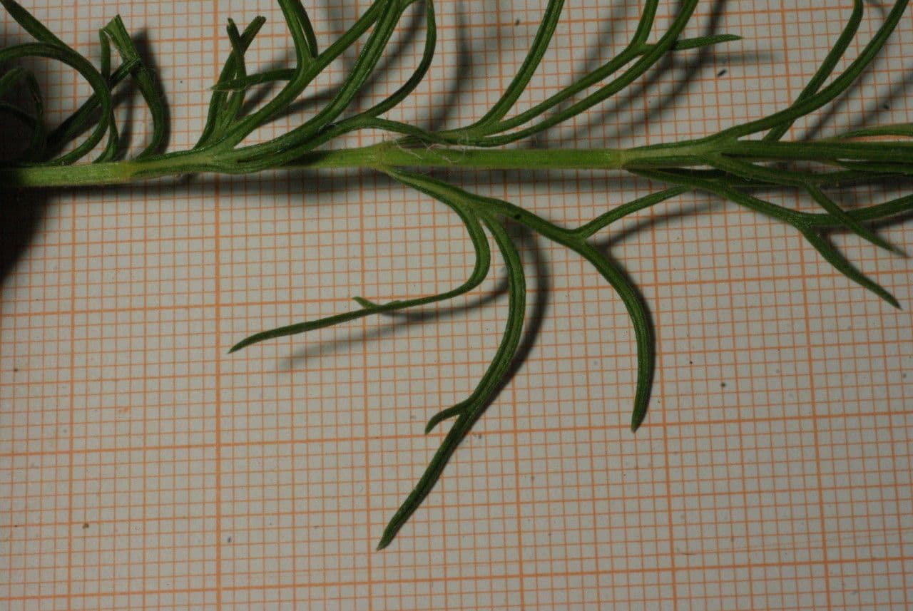 Teucrium pseudochamaepitys 19