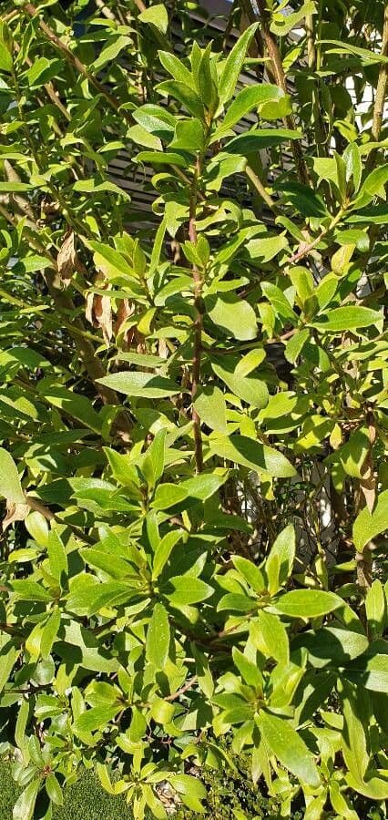 Myoporum laetum 19