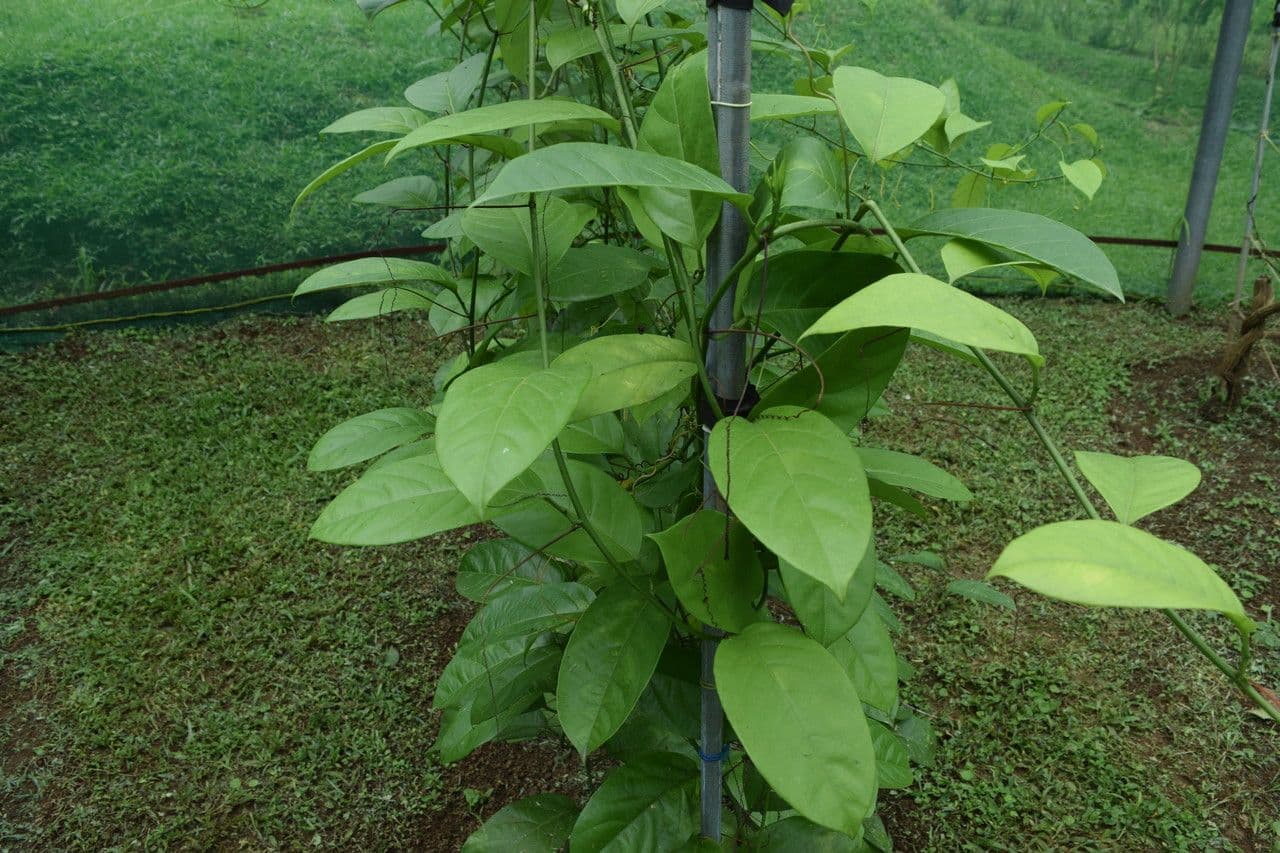 Passiflora ambigua 14