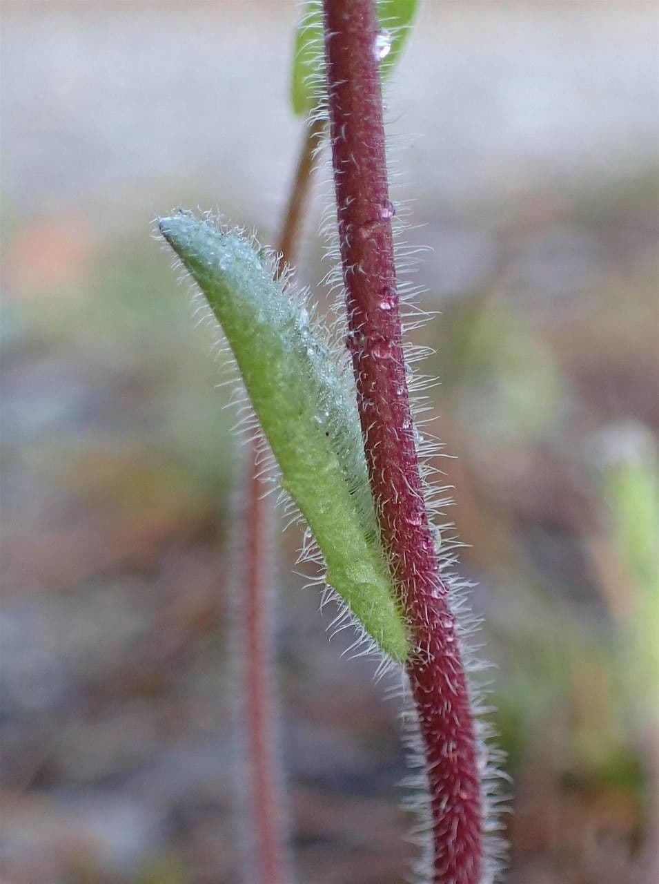 Arabis ciliata 24