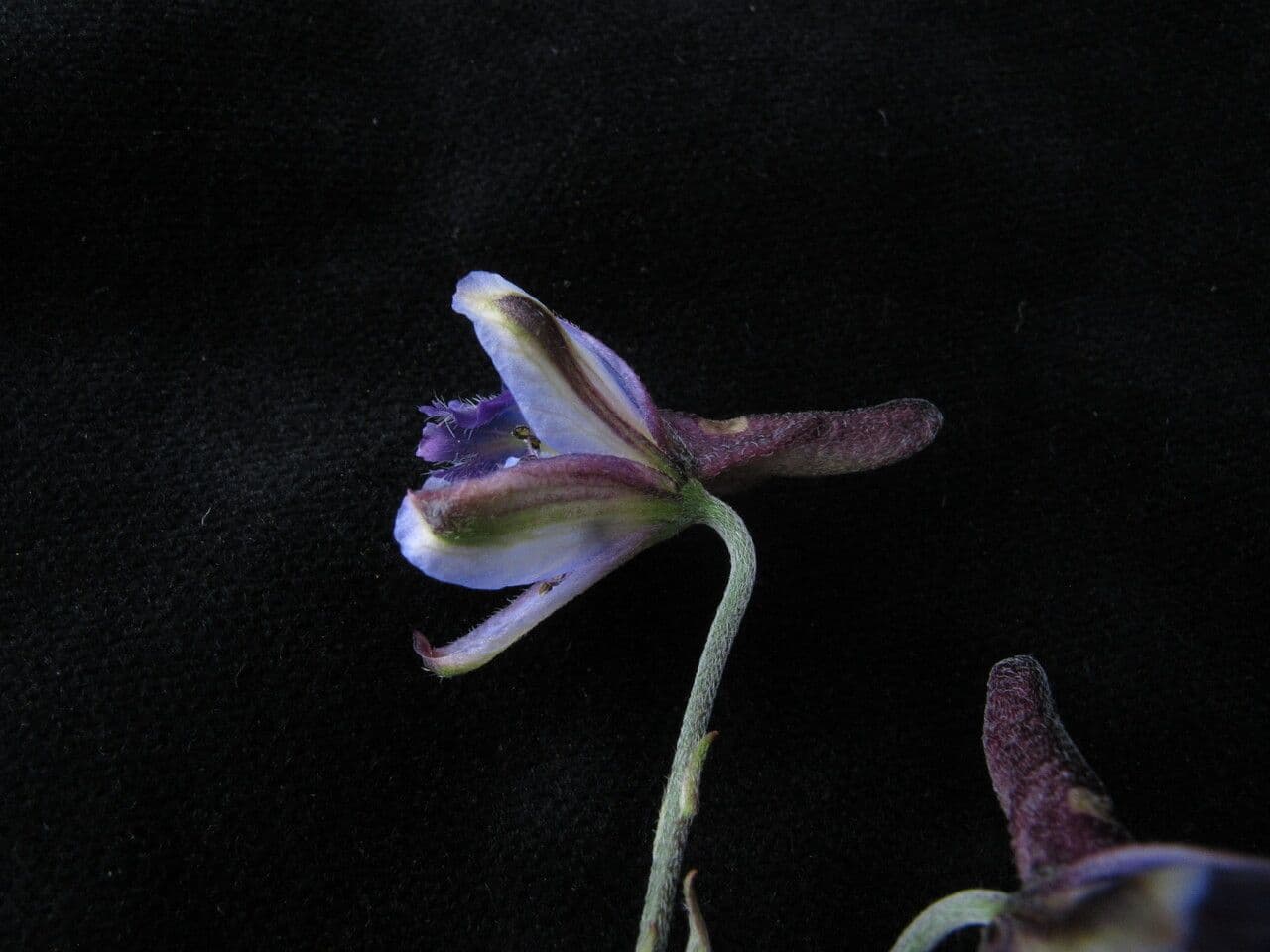 Delphinium 2