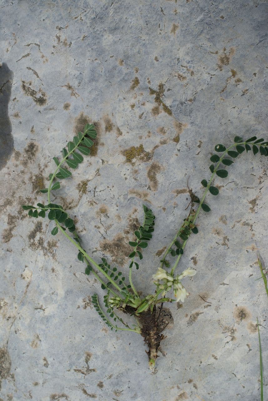 Astragalus depressus 11