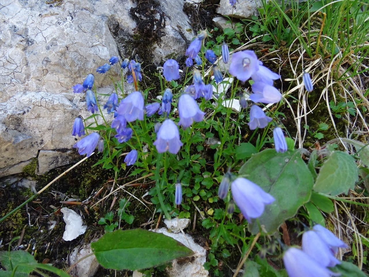 Zwerg-Glockenblume 23