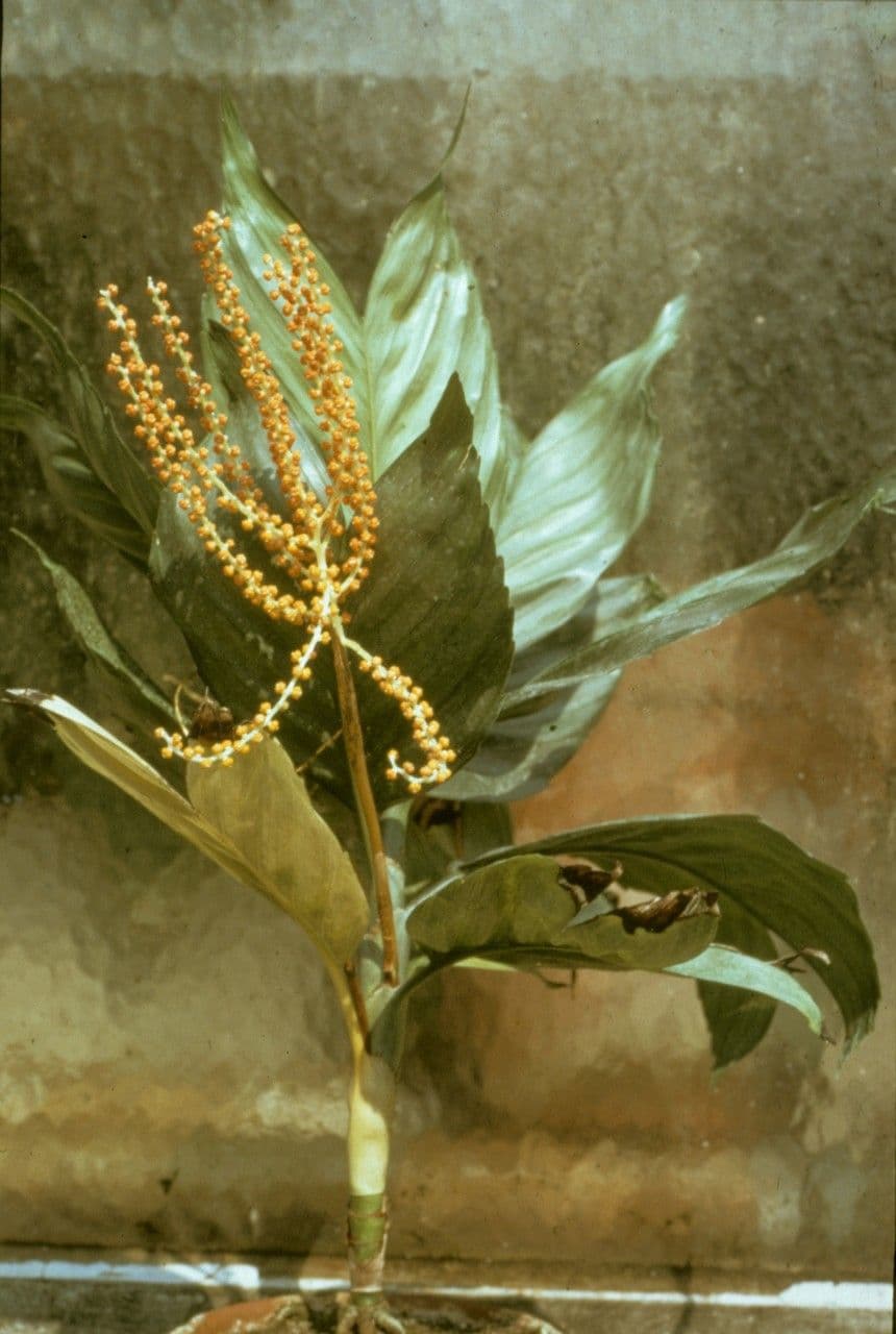 Chamaedorea 2