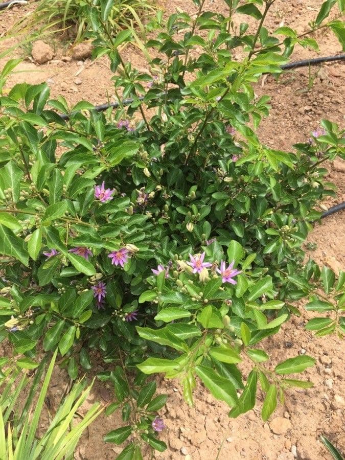 Grewia occidental 20