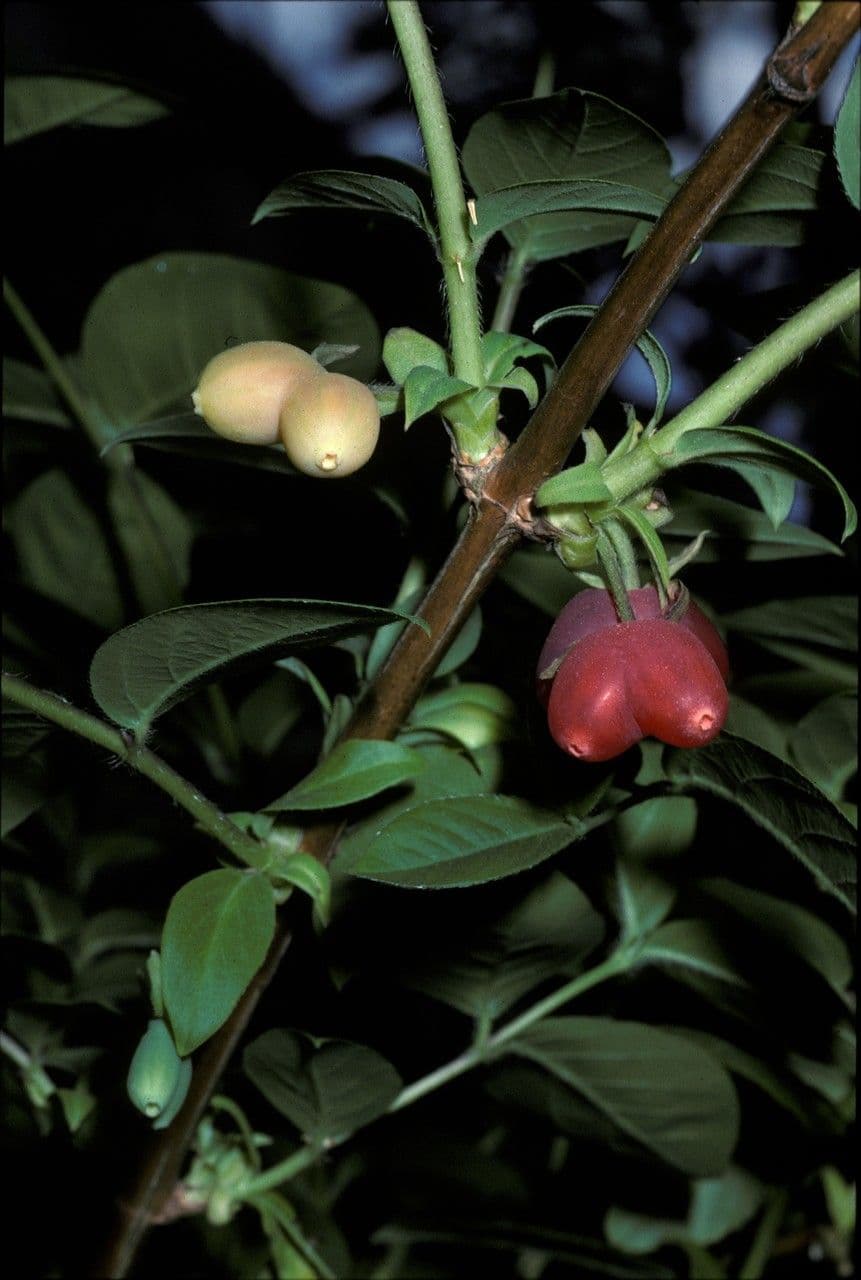 Caprifoglio