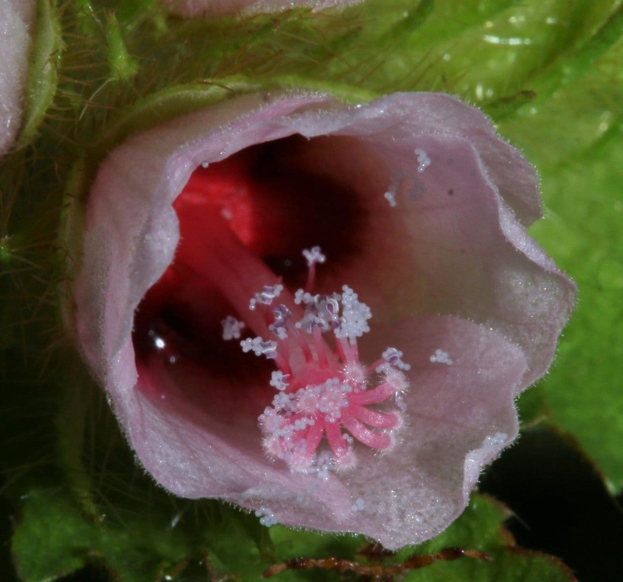 Malachra radiata 3