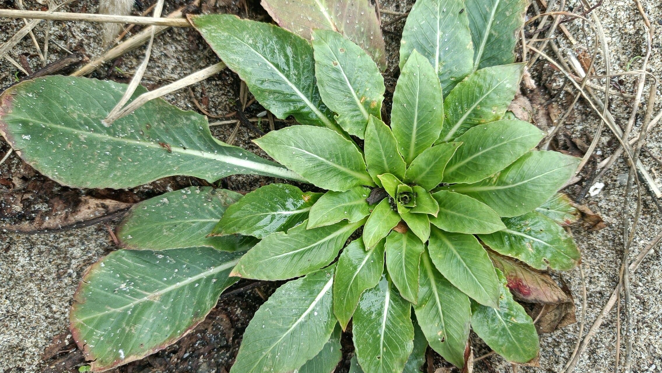 Enagra argillicola 8