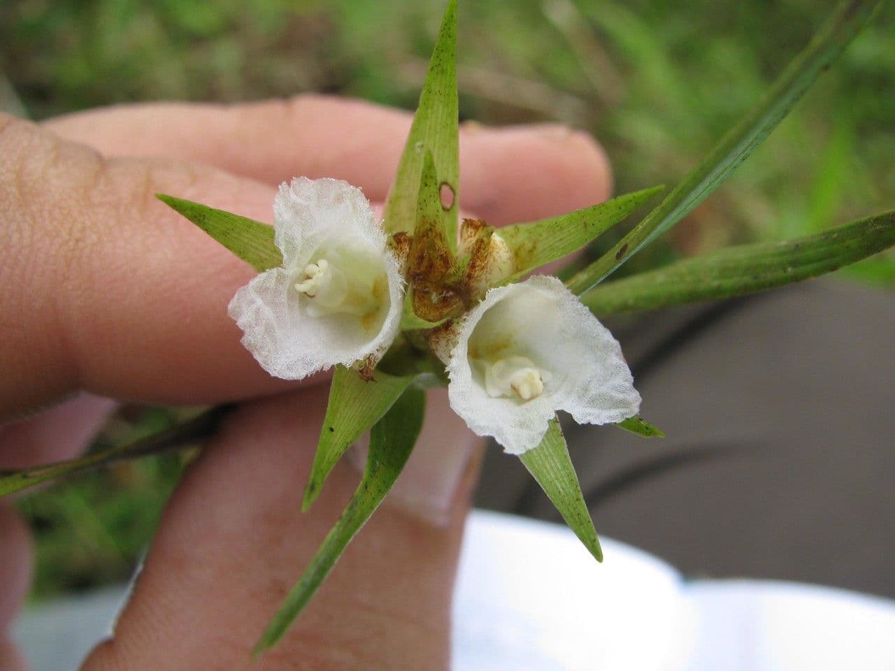 Elleanthus 5