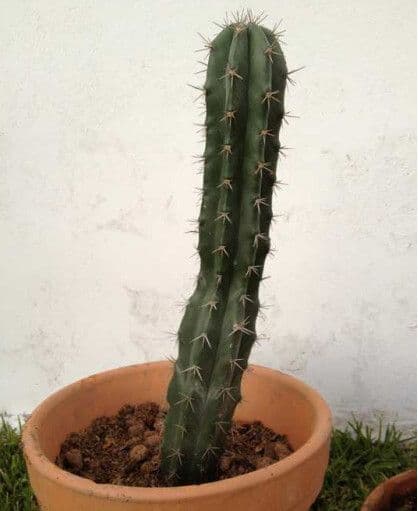 Cactus candelabro 7