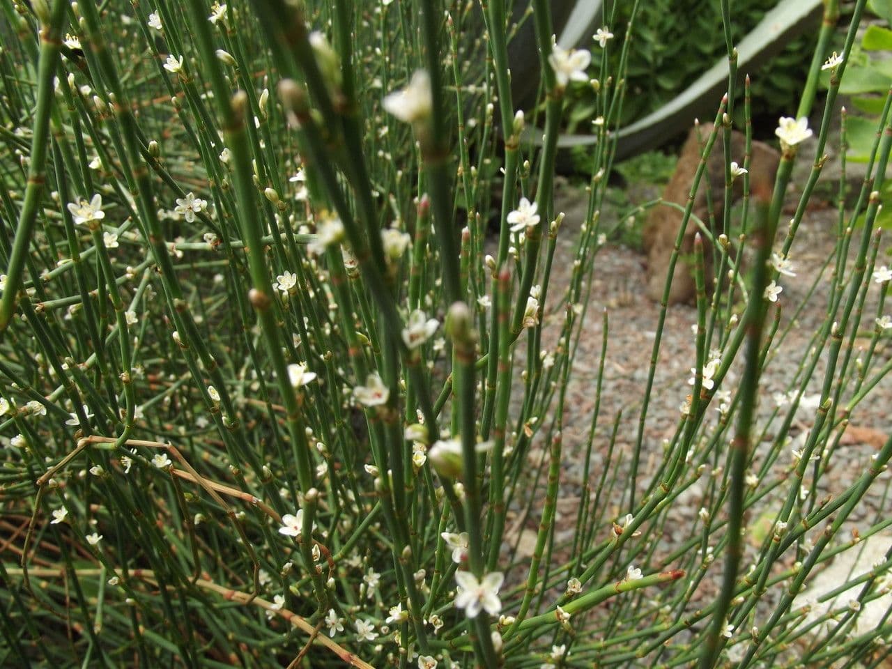 Polygonum 10