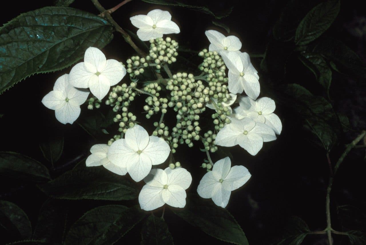 Ortensia eteromalla