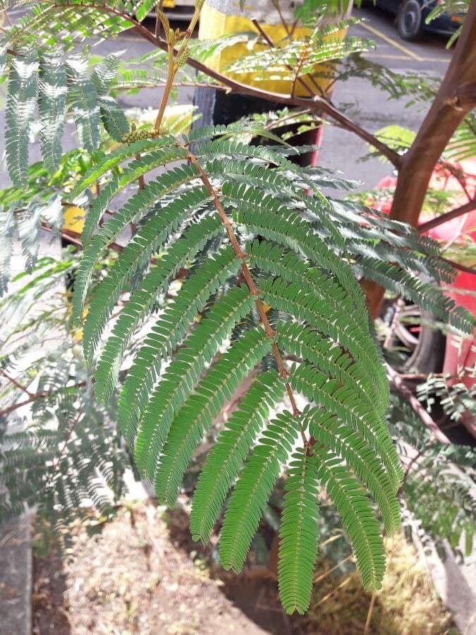Peltophorum africano 18