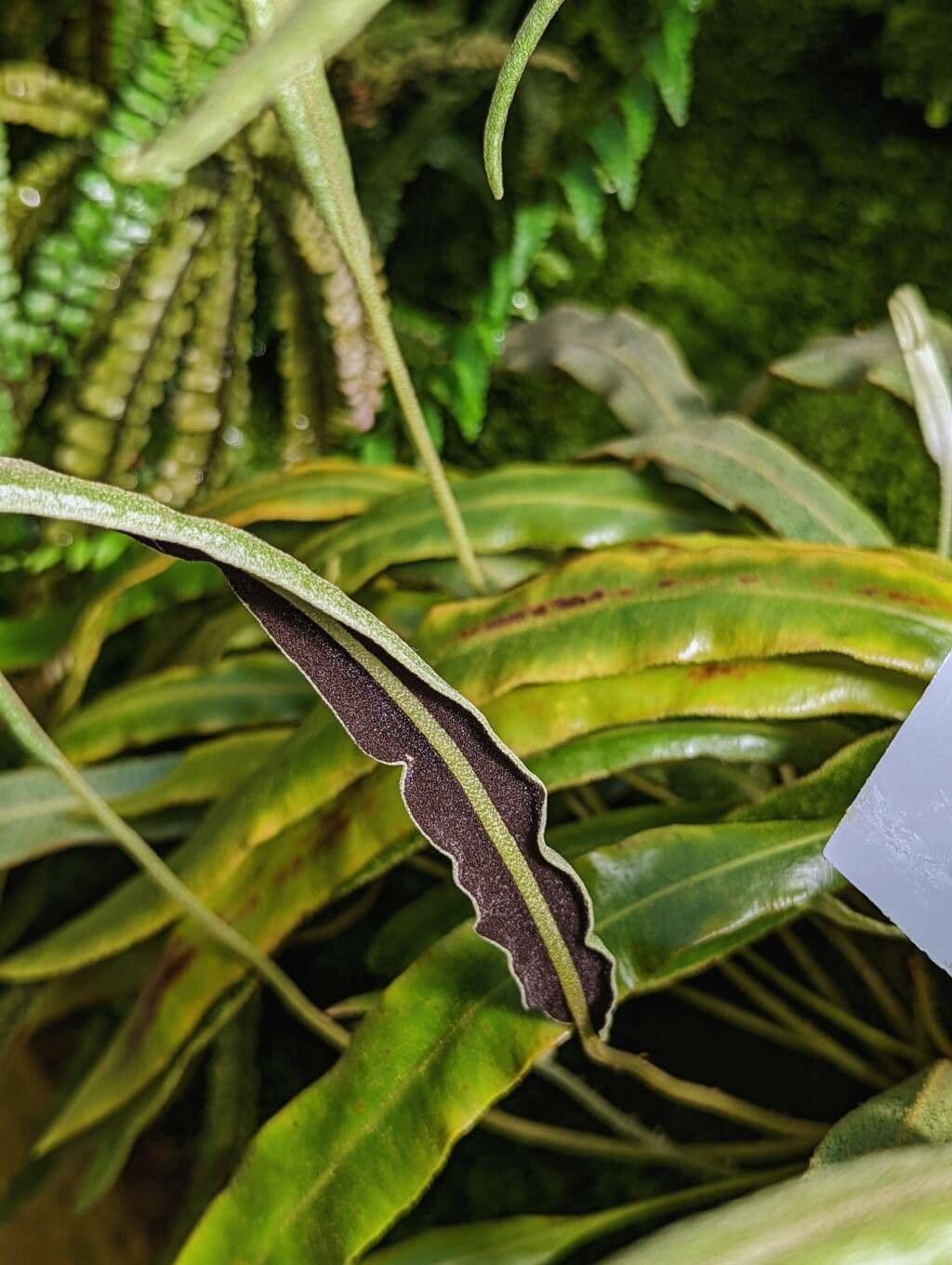 Elaphoglossum 2