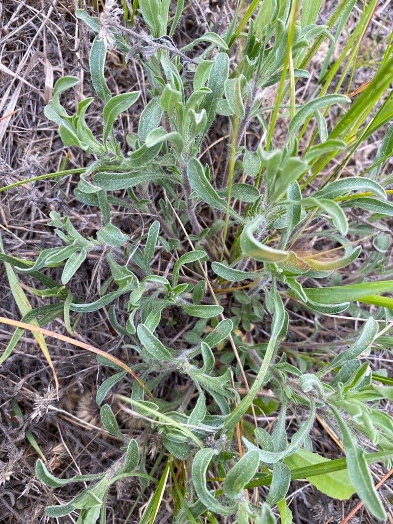 Heterotheca villosa 15