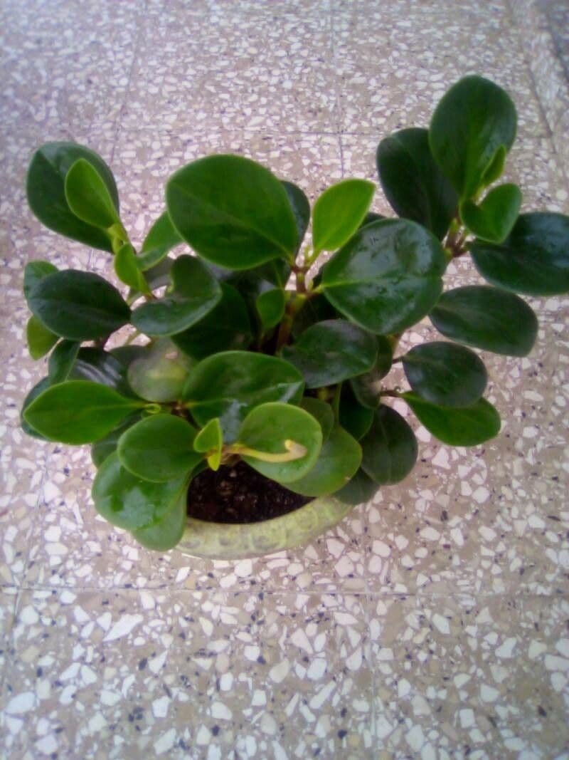 Peperomia 18