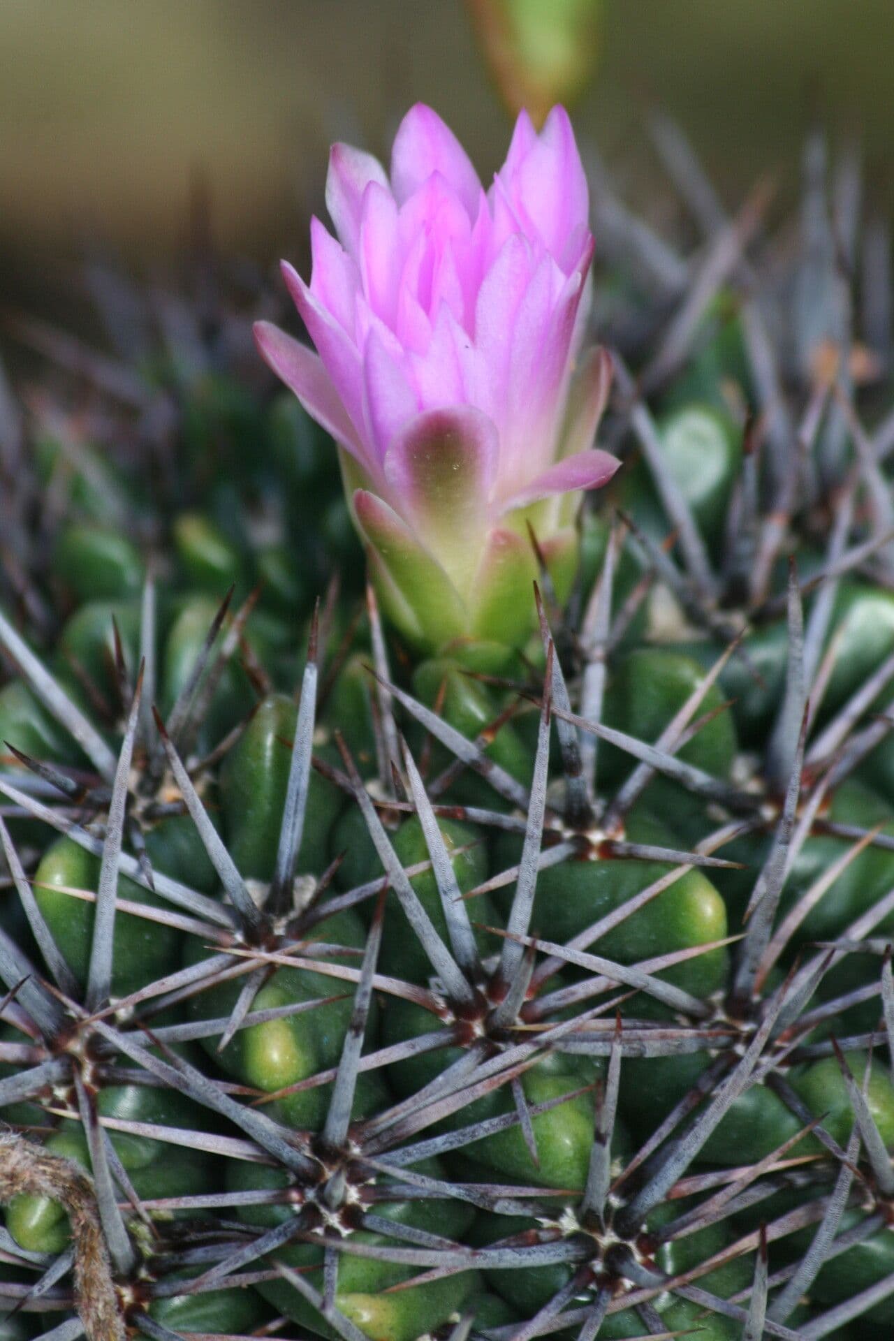 Cactus del mento 2
