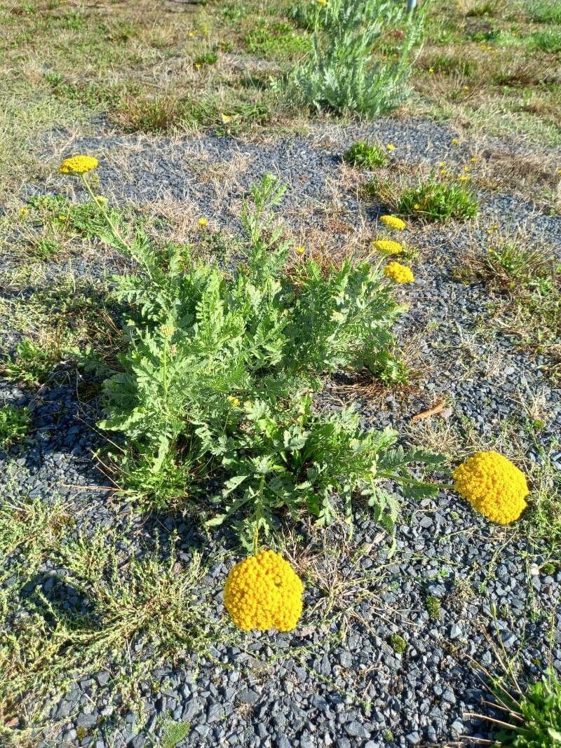 Achillea filipendula 11