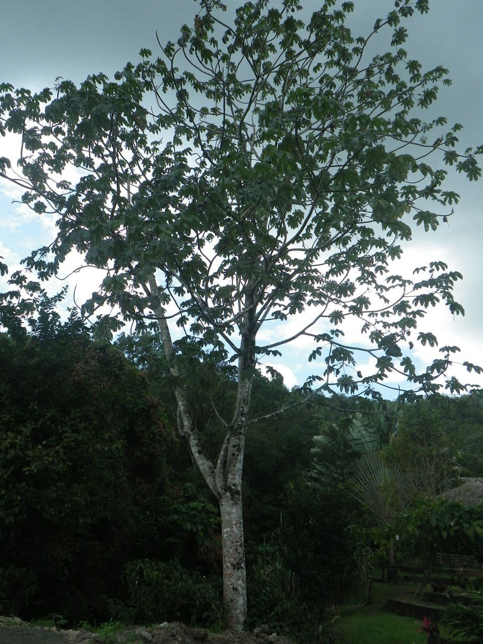 Cecropia 3