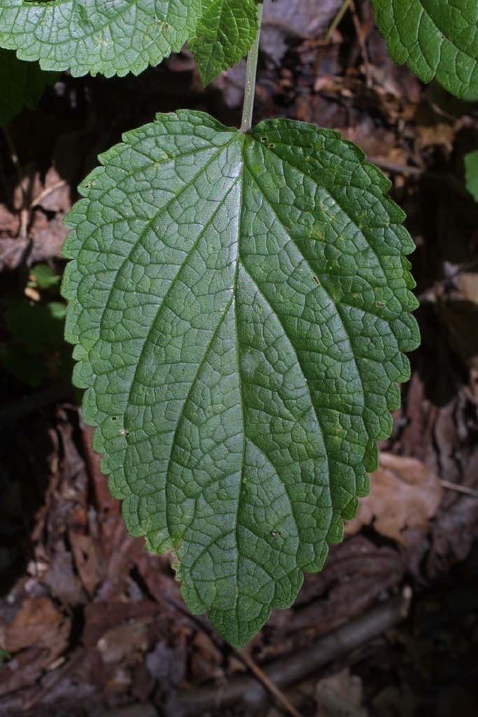 Scutellaria ovata 12