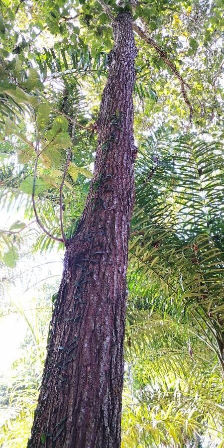 Quercia 8
