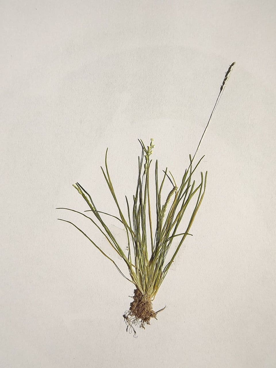 Mibora minima 27