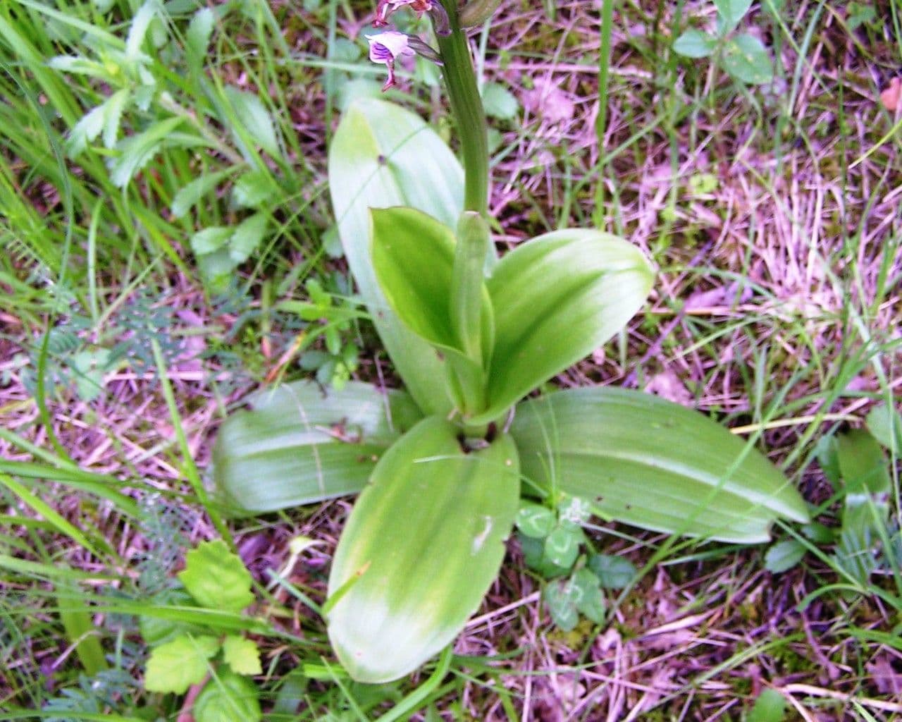 Orchidea militare 11