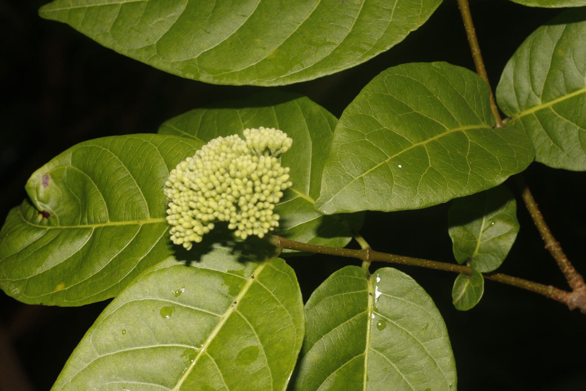 Forsteronia 4