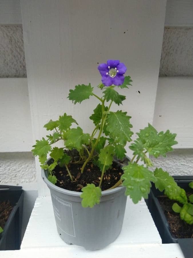 Großblütige Phacelia 12