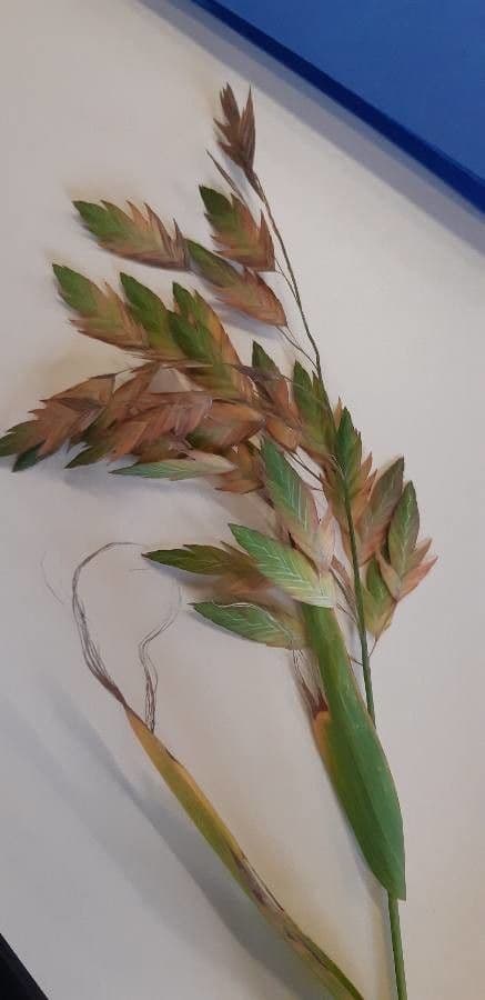 Chasmanthium latifolium 8