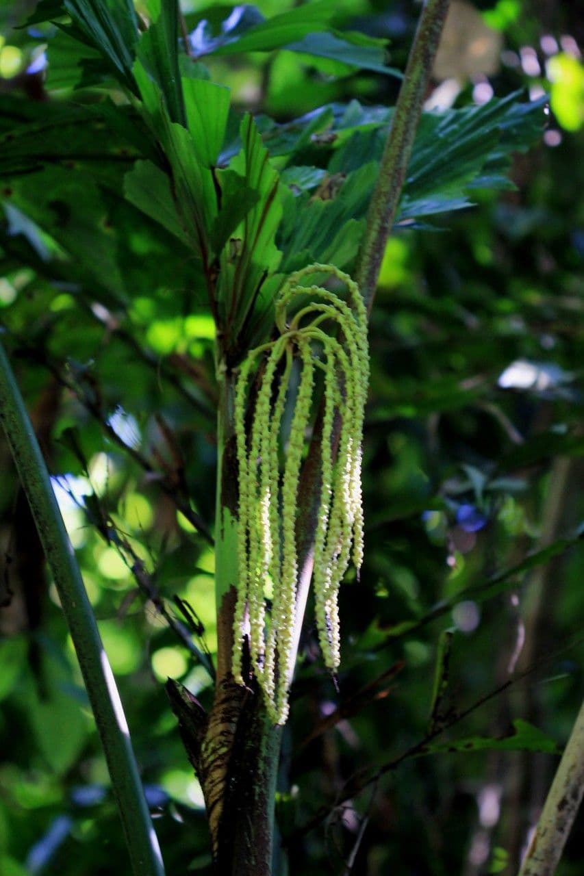 Palmier queue de poisson 9