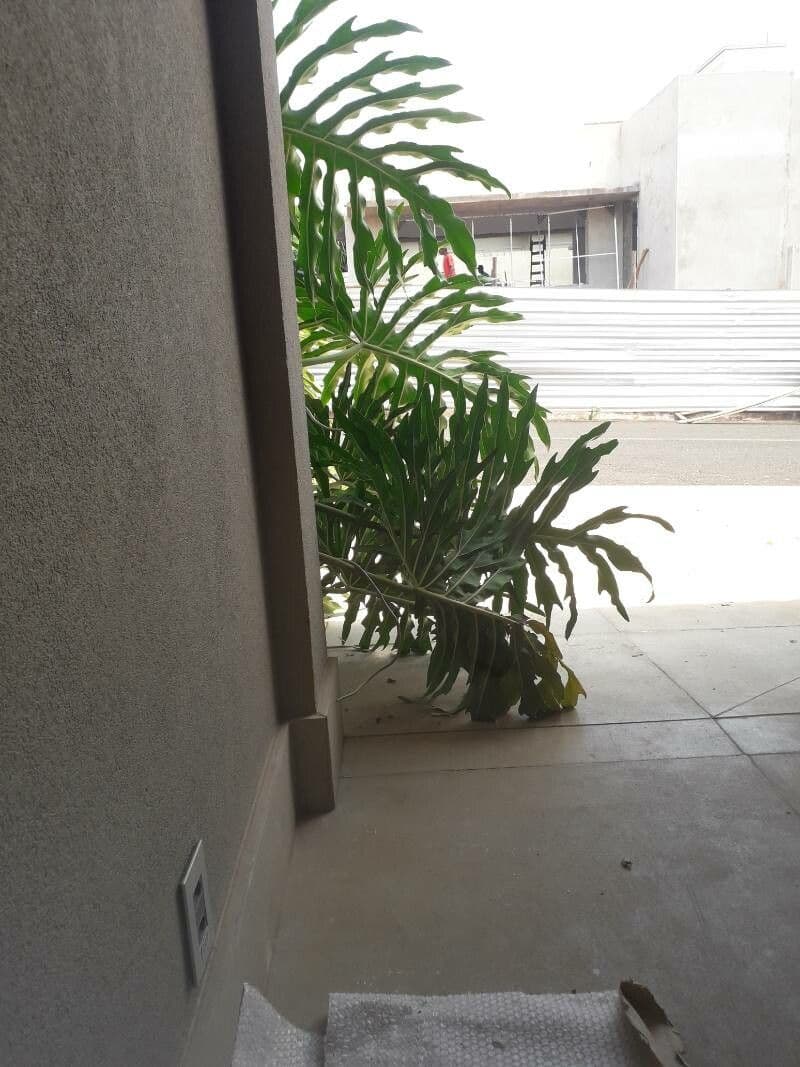 Philodendron 2