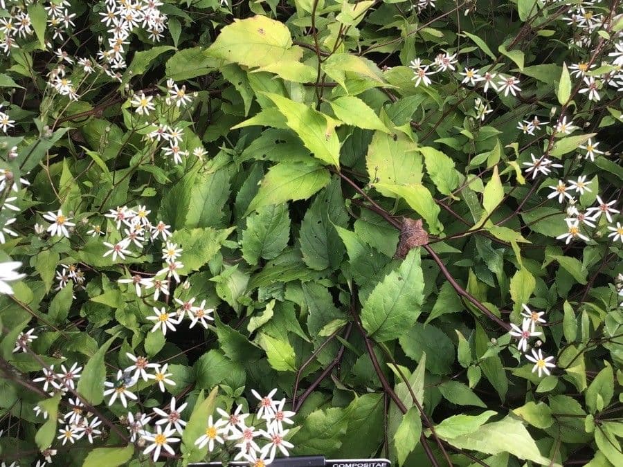 Aster divariqué 13