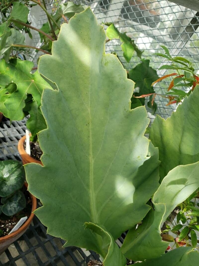 Cyphostemma 3