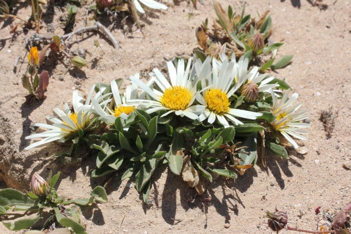 Asteriscus