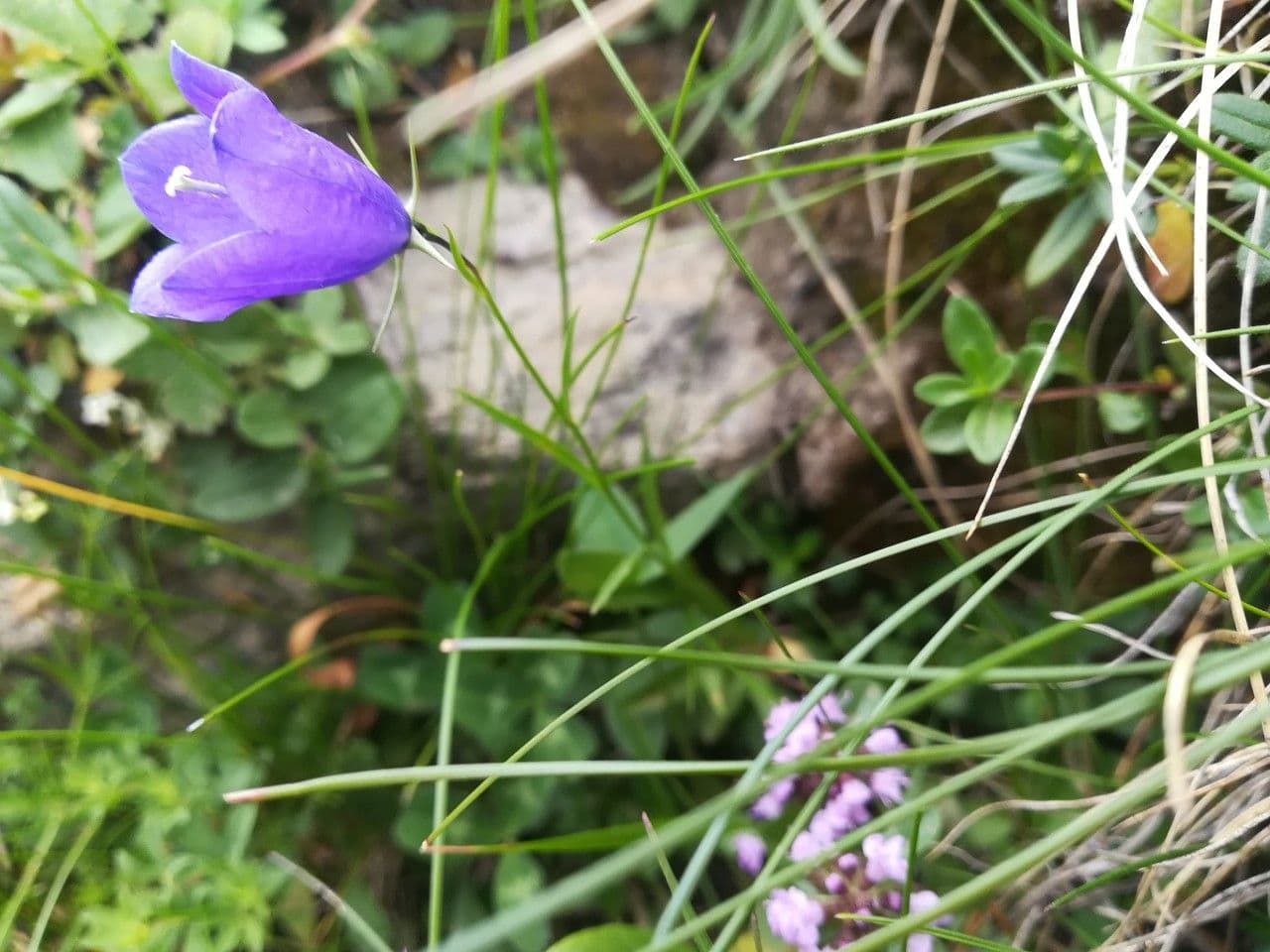 Campanula di Scheuchzer 8