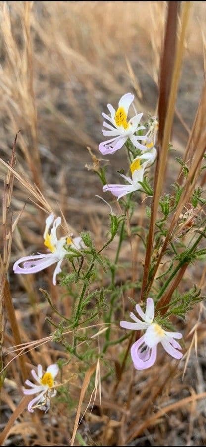 Schizanthus 2