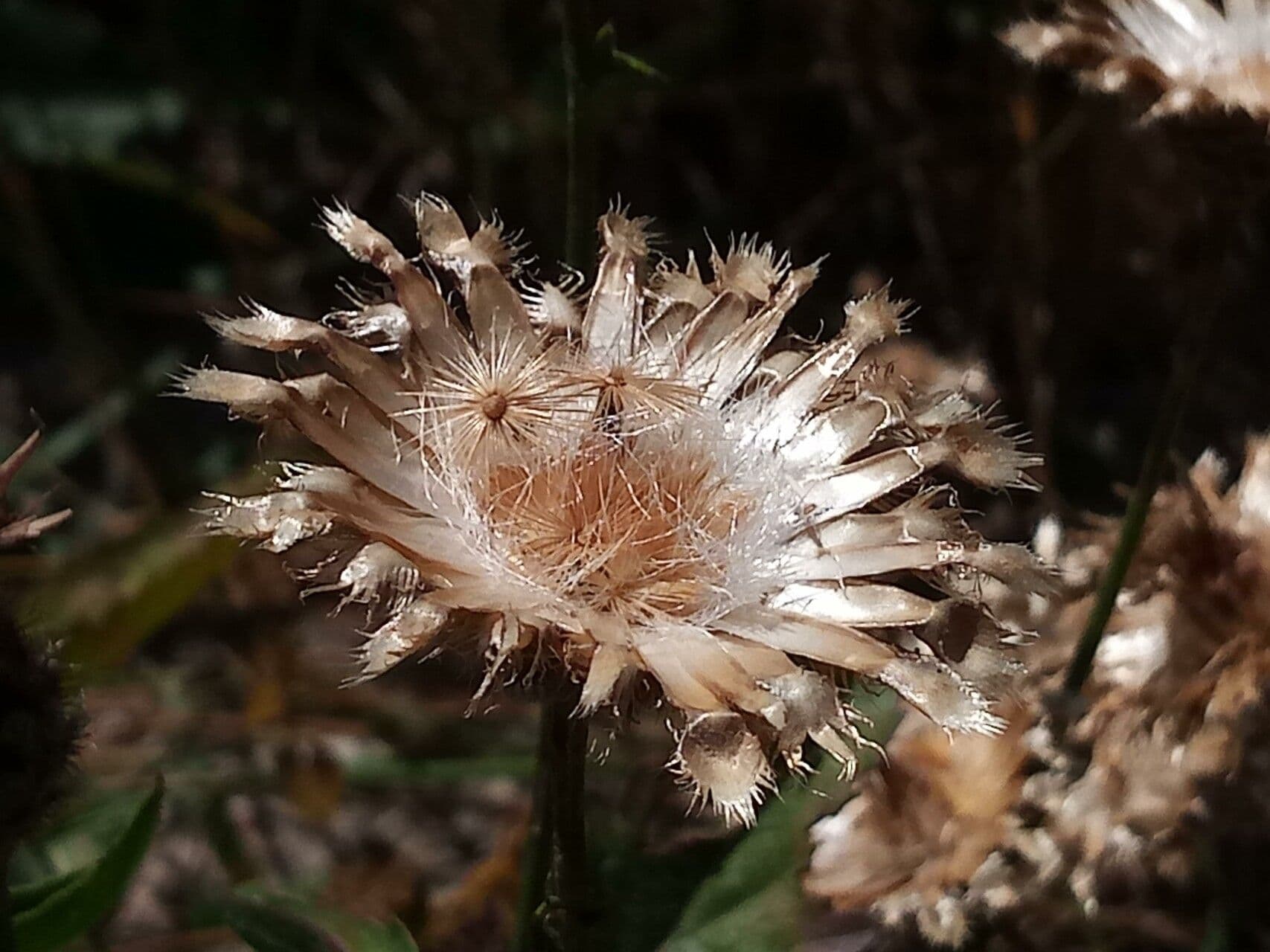 Centaurea 5