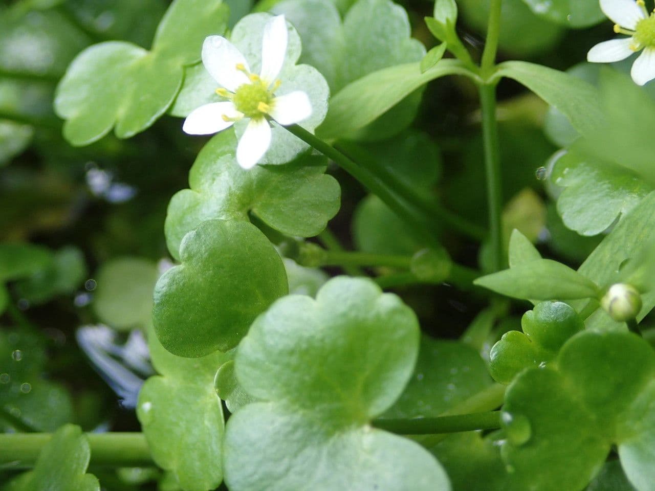 Ranunculus omiophyllus 11