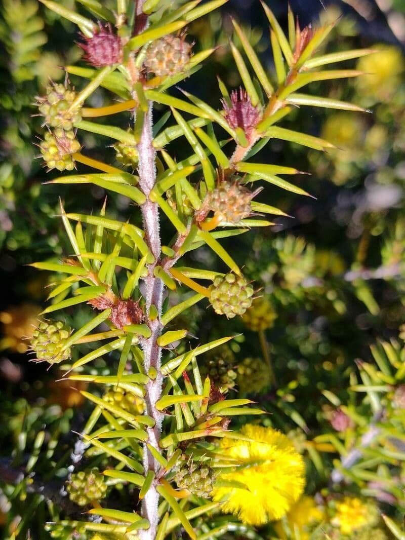 Acacia 5