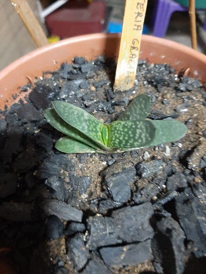 Gasteria 17